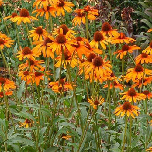 Echinacea Tiki Torch - Willemse