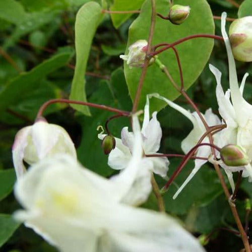 Großblumige Elfenblumen - Willemse