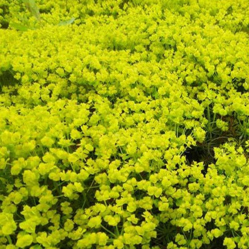 Zypressen-Wolfsmilch Fens Ruby - Euphorbia cyparissias fens ruby - Willemse