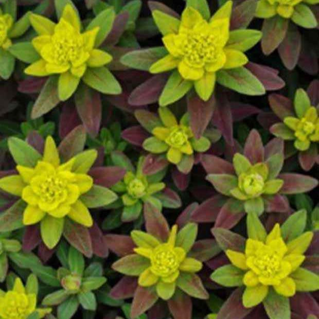 Wolfsmilch Purpurea - Euphorbia polychroma purpurea - Willemse