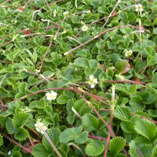 Erdbeere ‘Mount Omei’ - Willemse