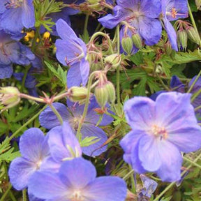 Geranium Brookside - Geranium brookside - Willemse