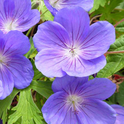 Staudengeranie Eureka Blue - Willemse