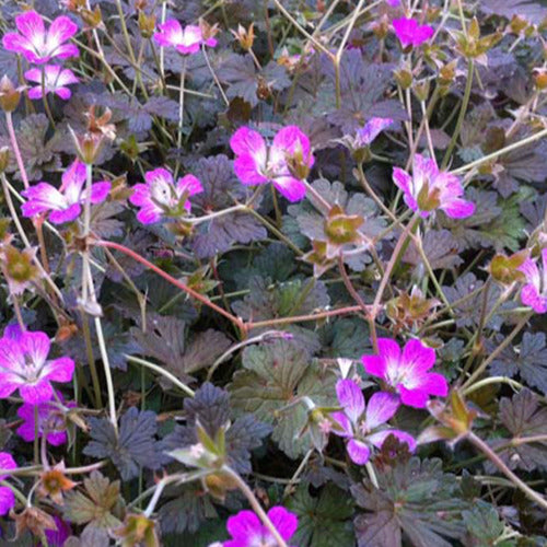 Storchschnabel ‘Orkney Cherry’ - Willemse