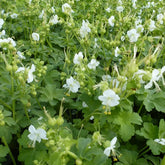 Balkan-Geranium White Ness - Willemse
