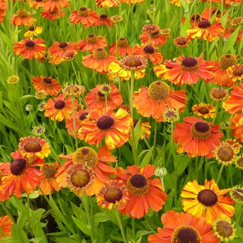 Sonnenbraut Sahins Early Flowerer ® - Willemse