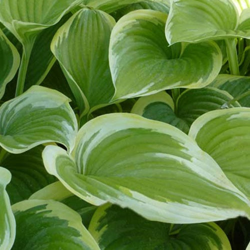Hosta Victory - Willemse