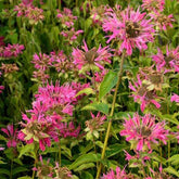 Indianernessel ‘Marshall’s Delight’ - Willemse