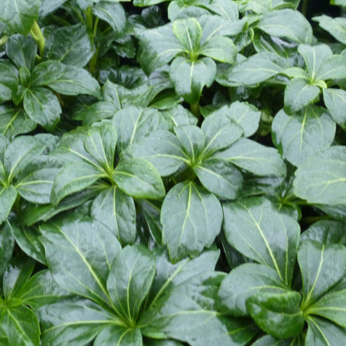 Schattengrün 'Green Sheen' - Willemse