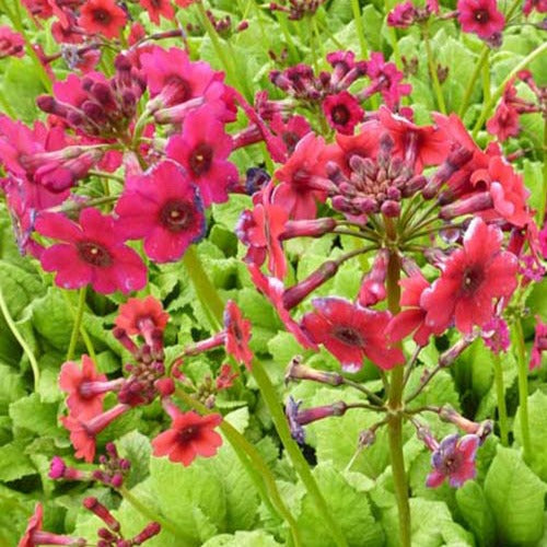 Etagen-Schlüsselblume 'Millers Crimson' - Willemse