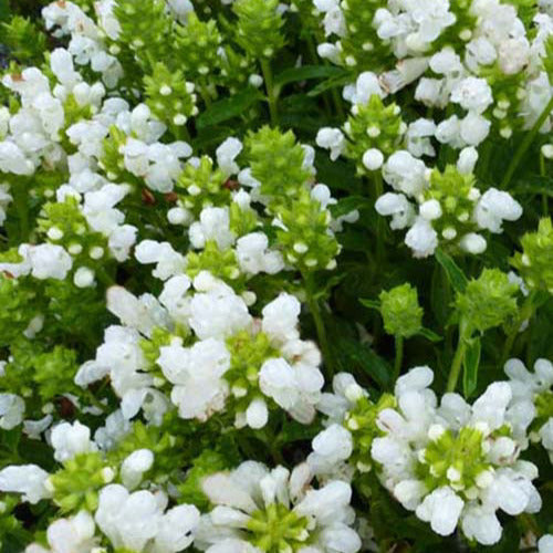 Großblütige Braunelle 'Loveliness' - Willemse