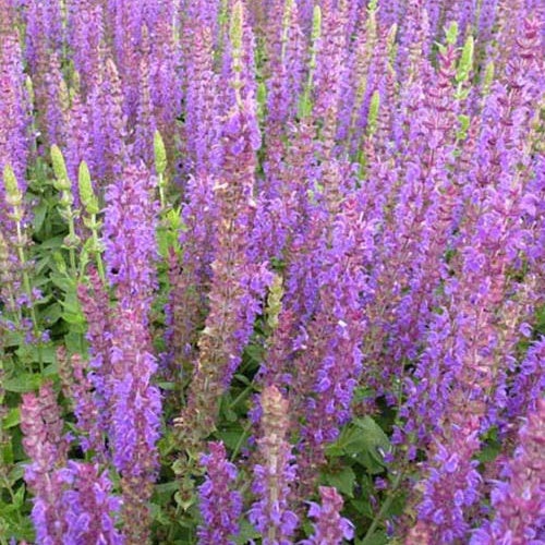 Steppen-Salbei ‘Ostfriesland’ - Salvia nemorosa ostfriesland - Willemse