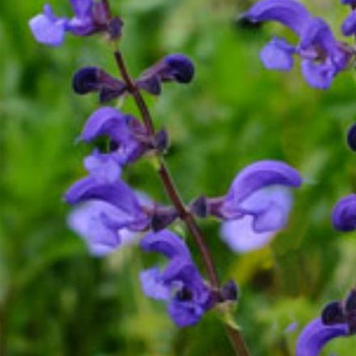 Wiesensalbei Twilight Serenade - Willemse