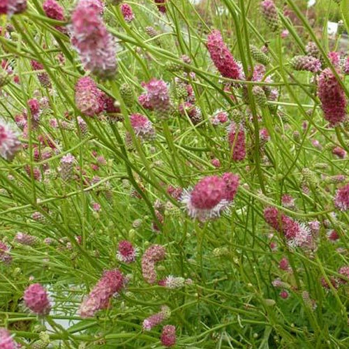Hoher Wiesenknopf Pink Elephant - Willemse