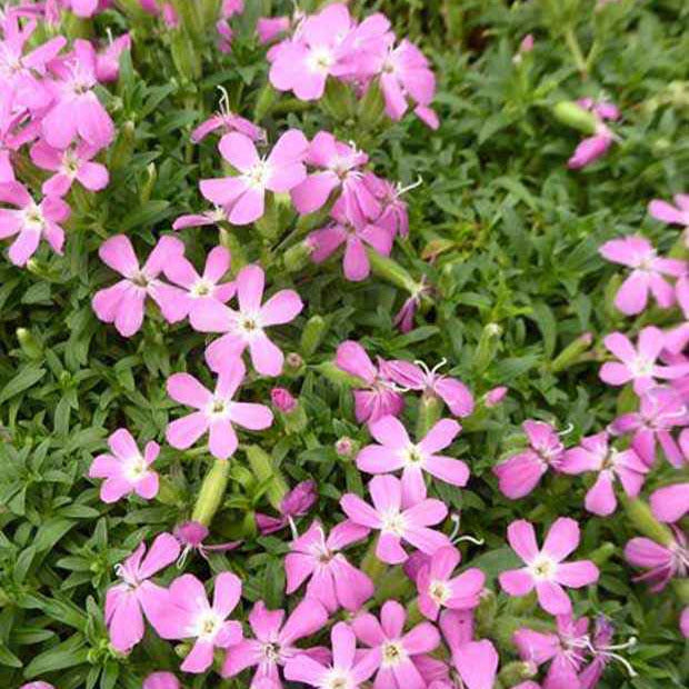 Seifenkraut ‘Max Frei’ - Willemse