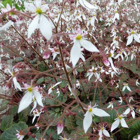 Ausläuferbildender Steinbrech Cuscutiformis - Saxifraga stolonifera cuscutiformis - Willemse