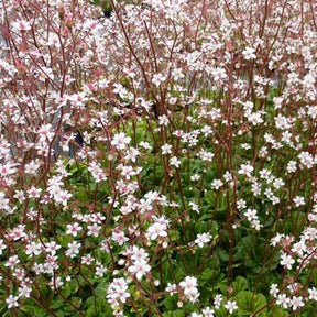 Schatten-Steinbrech Variegata - Willemse
