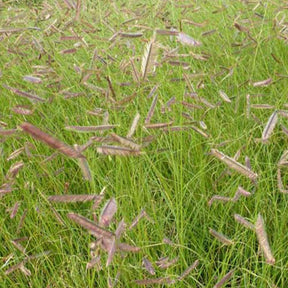 Bouteloua gracilis - Blaues Moskitogras - Stauden