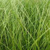 Segge Phoenix Green - Willemse
