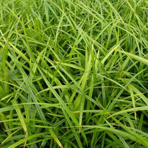 Japanische Segge - Carex morrowii - Willemse