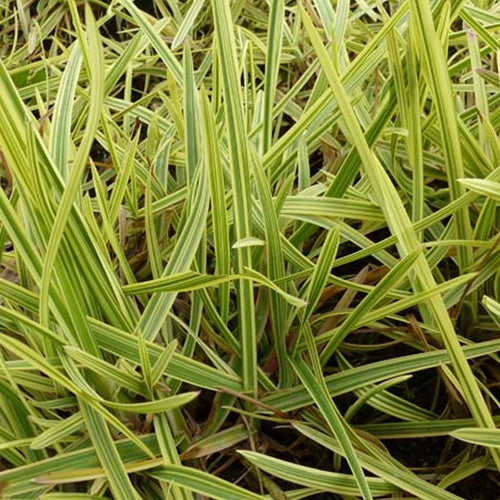 Buntblättriges Süßgras 'Variegata' - Willemse