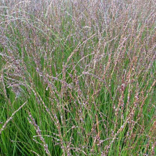 Blaues Pfeifengras Heidezwerg - Willemse