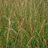 Blaues Pfeifengras Poul Petersen - Willemse
