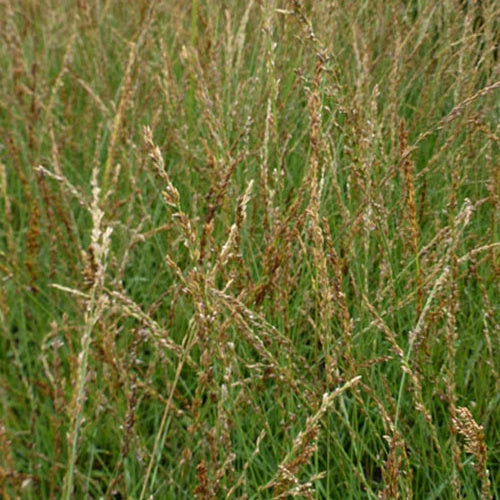 Blaues Pfeifengras Poul Petersen - Willemse