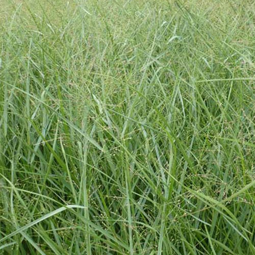Rutenhirse ‘Prairie Sky’ - Panicum virgatum Prairie Sky - Willemse