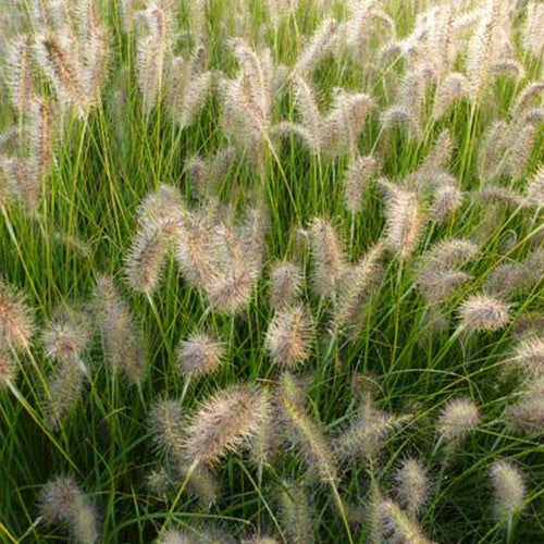 Lampenputzergras ‘Goldstrich’ - Willemse