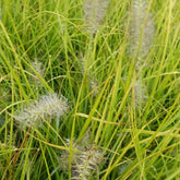 Lampenputzergras ‘Jommenik’ - Willemse