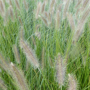 Lampenputzergras ‘Lady U’ - Willemse