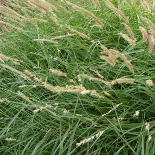 Wimpernfransen-Tupfergras - Willemse