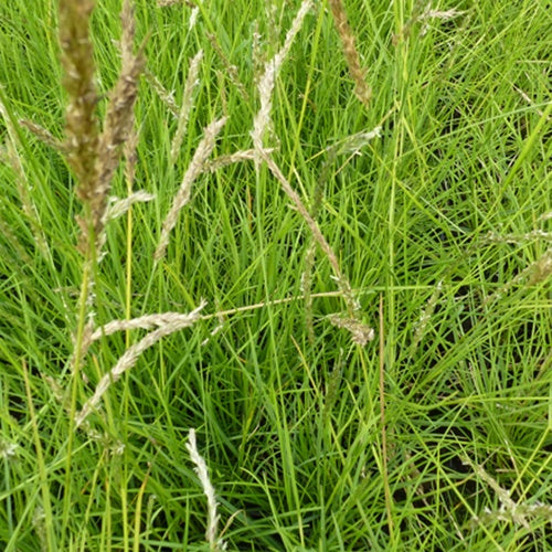 Herbst-Sesleria - Sesleria autumnalis - Willemse