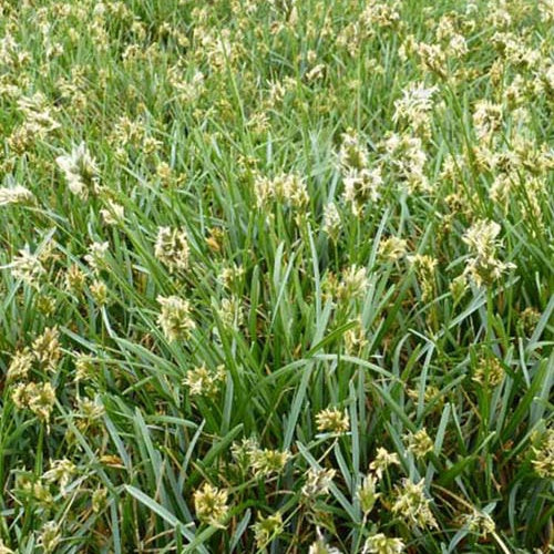 Moor-Blaugras - Willemse