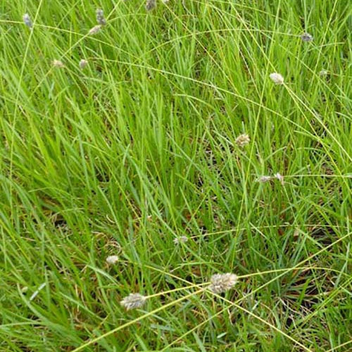 Sesleria Heufleriana - Willemse