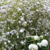 Wiesenraute ‘Splendide White’ - Willemse