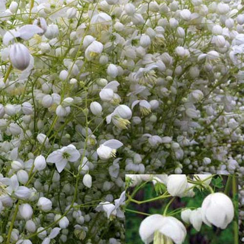 Wiesenraute ‘Splendide White’ - Willemse
