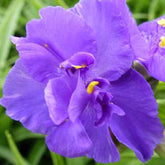 Dreimasterblume ‘Zwanenburg Blue’ - Willemse