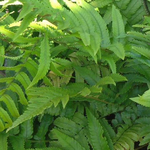 Rüsselfarn - Dryopteris cycadina (atrata) - Willemse