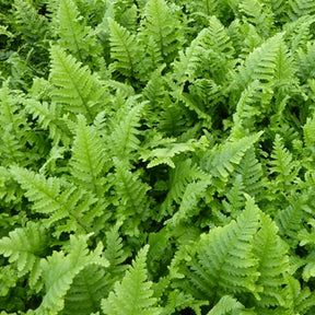 Wurmfarn ‘Cristata’ - Dryopteris filix-mas cristata - Willemse