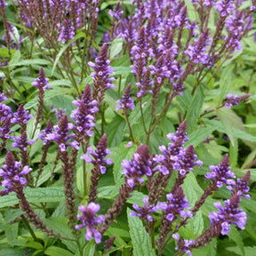 Eisenkraut (Verbena hastata) - Willemse
