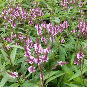 Haselverbene Rosea - Willemse
