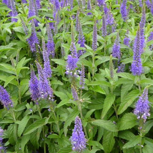 Langblättriger Ehrenpreis Blauriesin - Willemse