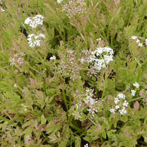 Röhriger Wasserfenchel ‘Flamingo’ - Oenanthe fistulosa Flamingo - Willemse