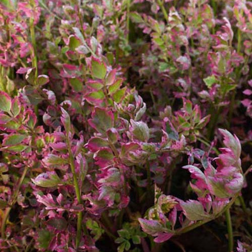 Röhriger Wasserfenchel ‘Flamingo’ - Willemse