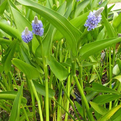 Hechtkraut - Willemse