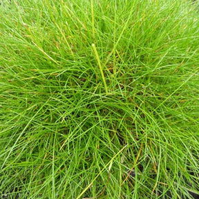 Festuca gautieri (scoparia) - Bärenfell Schwingel - Schwingel  