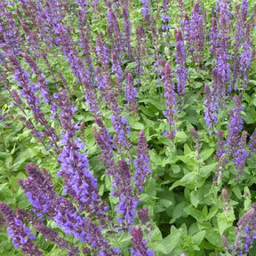 Steppen-Salbei ‘Blaukönigin’ - Salvia nemorosa Blaukönigin - Willemse