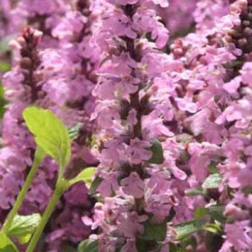 Pyramiden-Günsel Purple Torch - Willemse